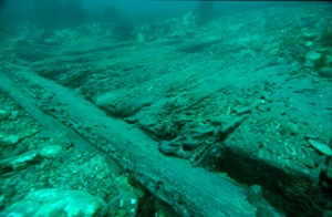 Amity planks Planks from the Amity