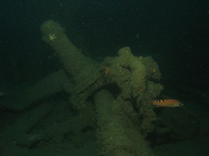 stern gun